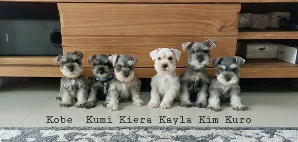 dijual-male-female-miniature-schnauzer-puppy-J8QJGU0O5A