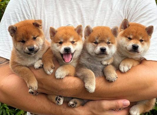 open-book-shiba-inu-2-male-2-female-TPIPHQDF5T