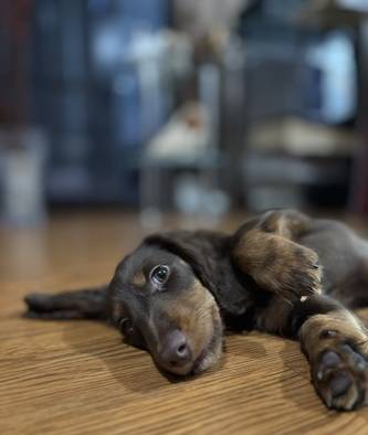 longhaired-dachshund-bloodline-import--juara-LQG1G70SGU