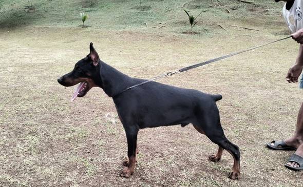 jual-dobermann-jantan-top-quality-G1NA2BXDU8