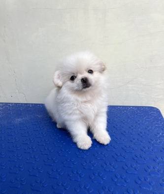jual-pekingese-x-chihuahua-HKZLEY9RSS
