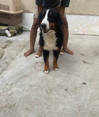 indukan-bernese-mountain-dog-3WA4NHB4NZ