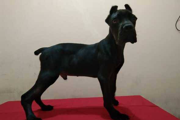 puppy-cane-corso-male-all-black-rare-8GX8KEQE2A