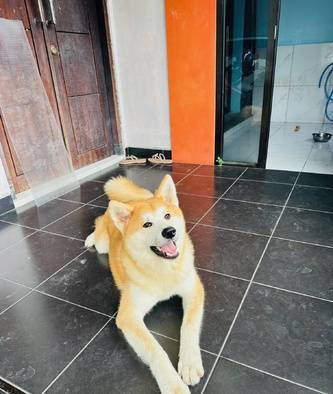 japanese-akita-inu-jantan-high-quality-9WVP4AXLL6