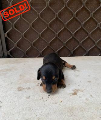 jual-male-tekel-puppies-bloodline-qood-quality-LZMU21FEPT