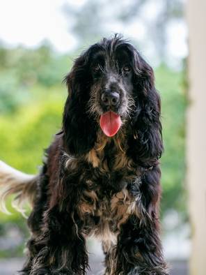 super-top-quality-european-parents-english-cocker-spaniel-BSO5A9Z3Z0