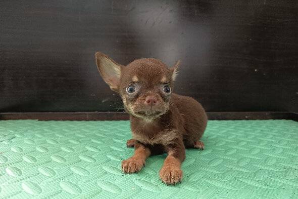 chihuahua-jantan-HI4BY33FWI