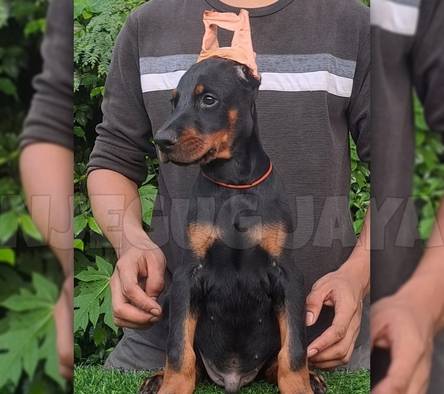 jual-doberman-jantan-good-quality-XSP8PVHTUI