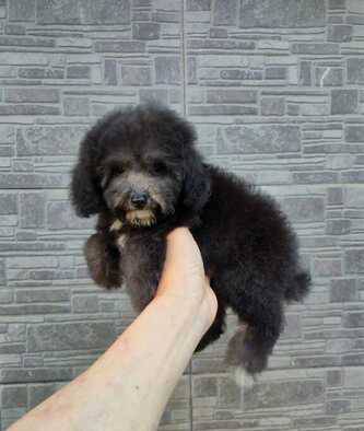 for-sale-cute-silver-poodle-EG2P8G1SF3