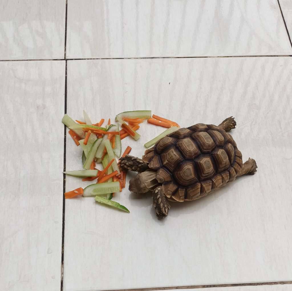 sulcata-14-cm-ZTI9V0E4CT