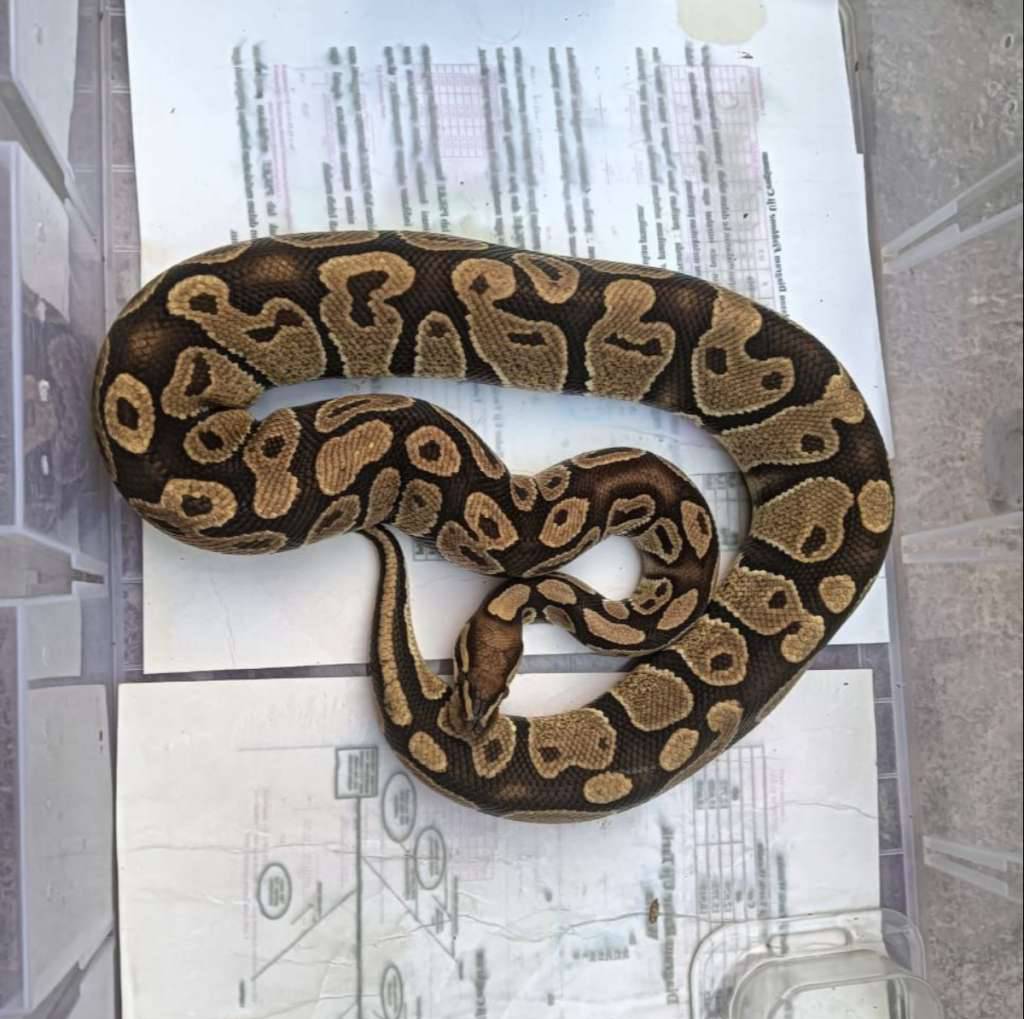 bp-normal-female-GKO58965PC