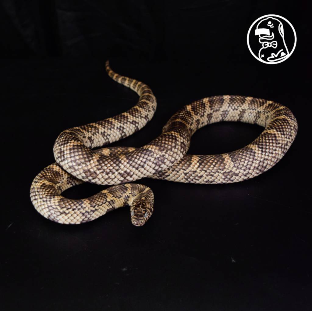 jungle-pair-hybrid-corn-kingsnake-3PPDY1KURZ
