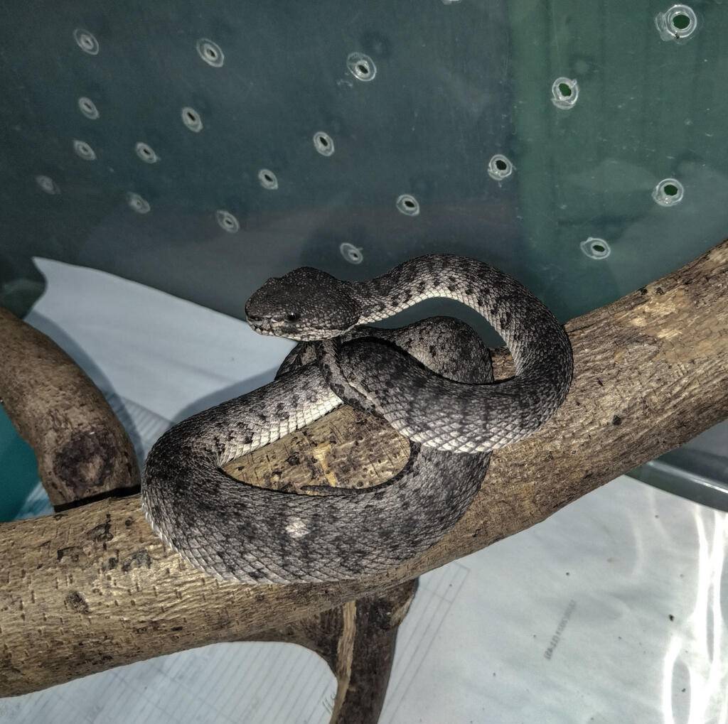 black-trimeresurus-purpureomaculatus-86MOUGWC9O