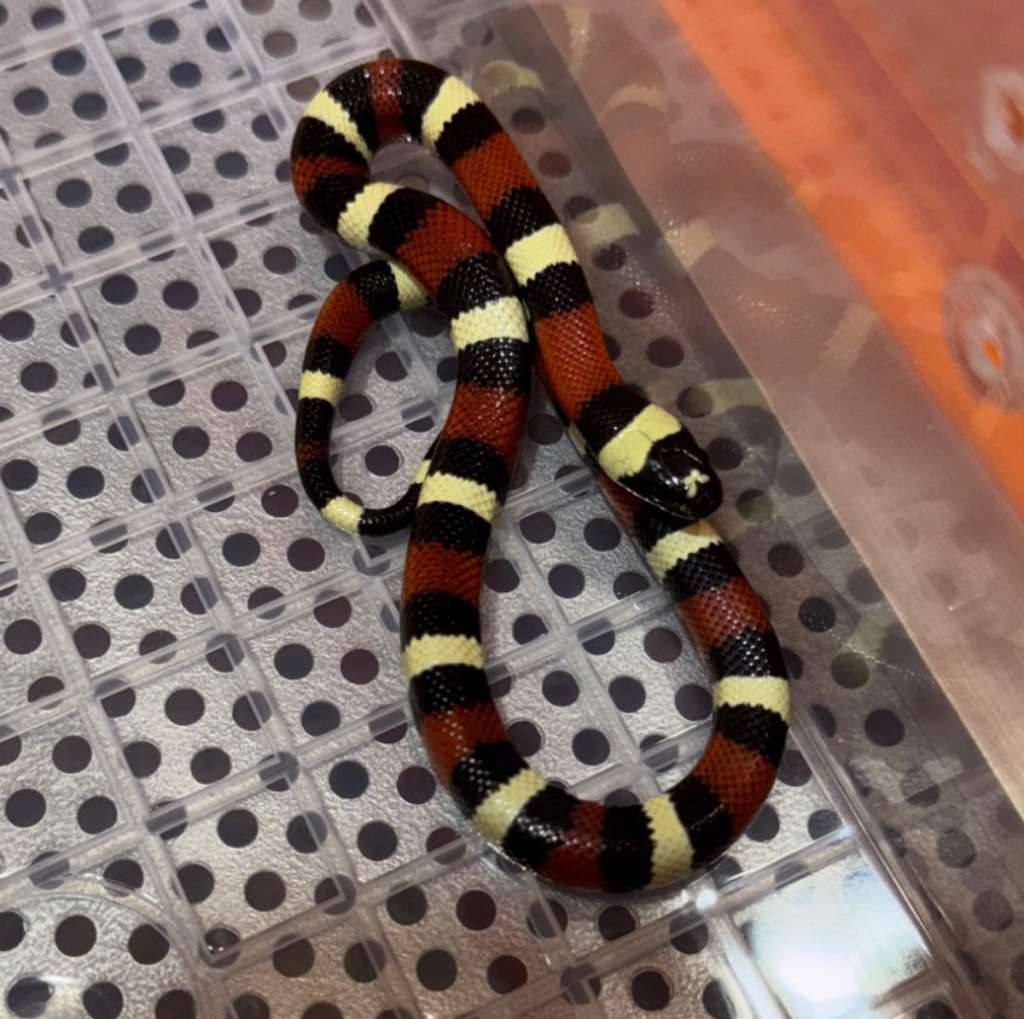 milk-snake-hypo-peublan-ada-pita-di-kepala-M3Y5W6DQ0Z