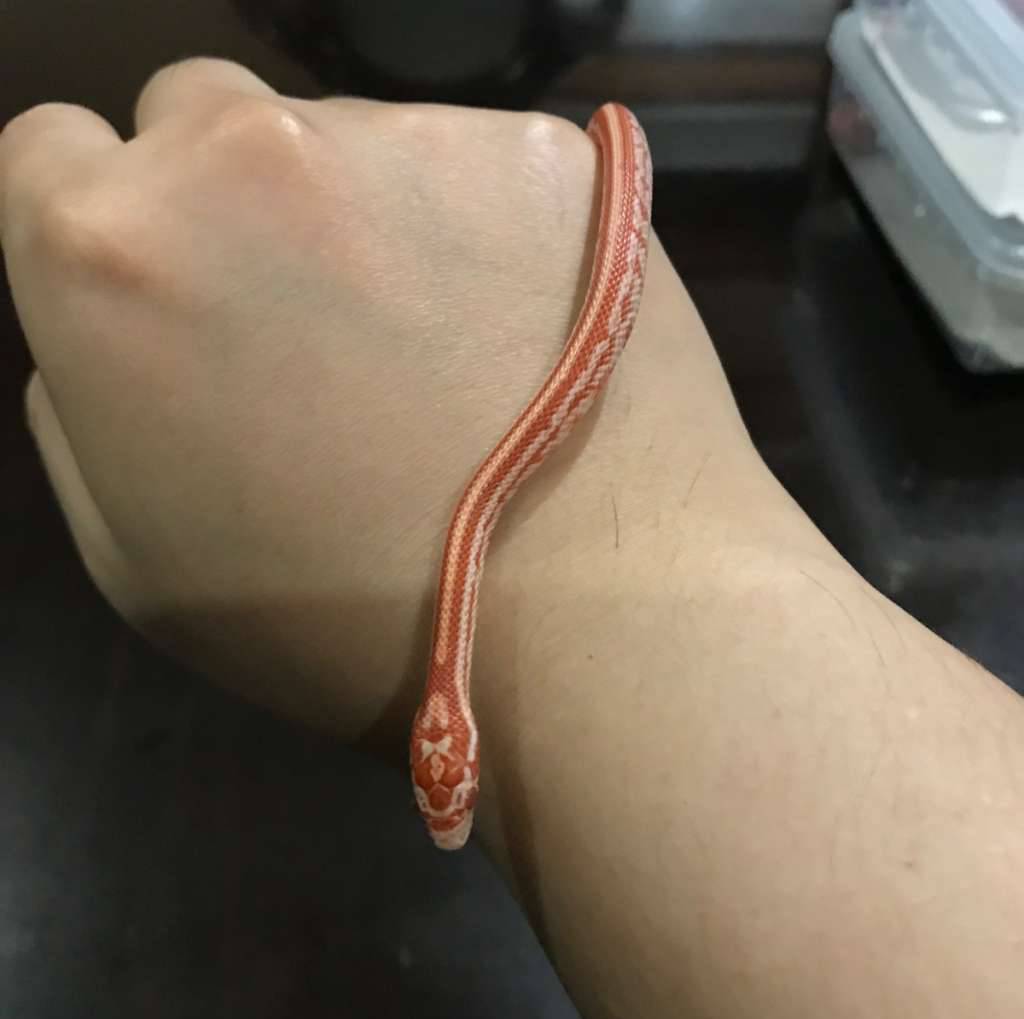 cornsnake-amel-tessera-het-diffused-ii-A6YXLBKI3U