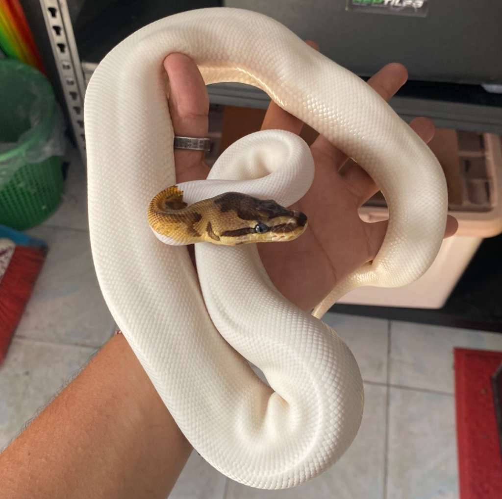 ballpython-pied-enchi-spider-9NTU1BF0LR