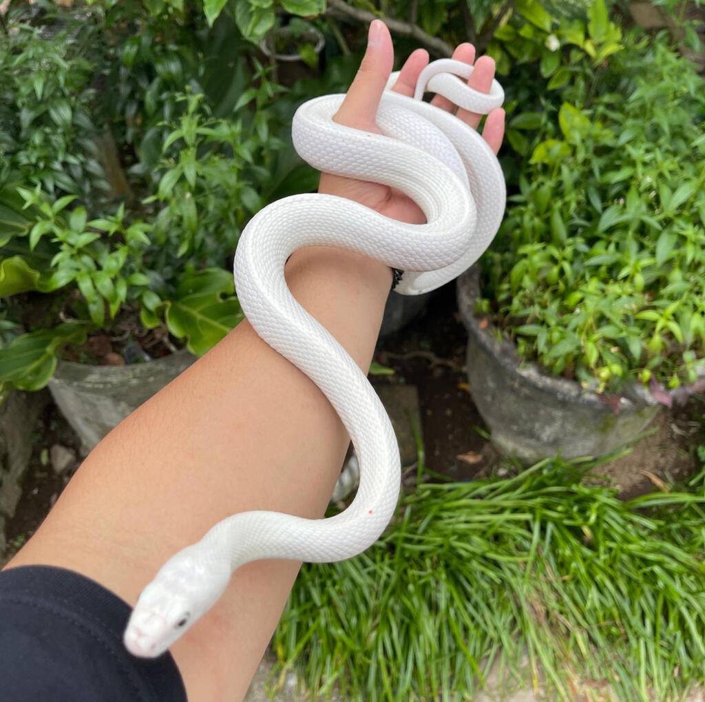 texas-ratsnake-lucy-UAZ66XY18R