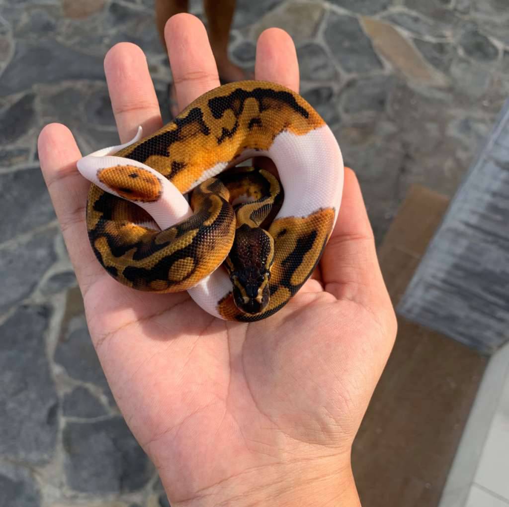 01-pied-het-albino-TSOXS60ESU