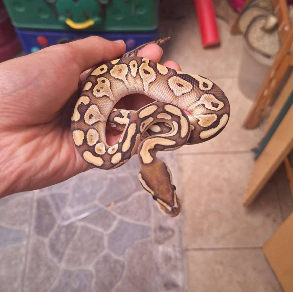 ball-python-lesser-male-baby-JMO4MTU4BO