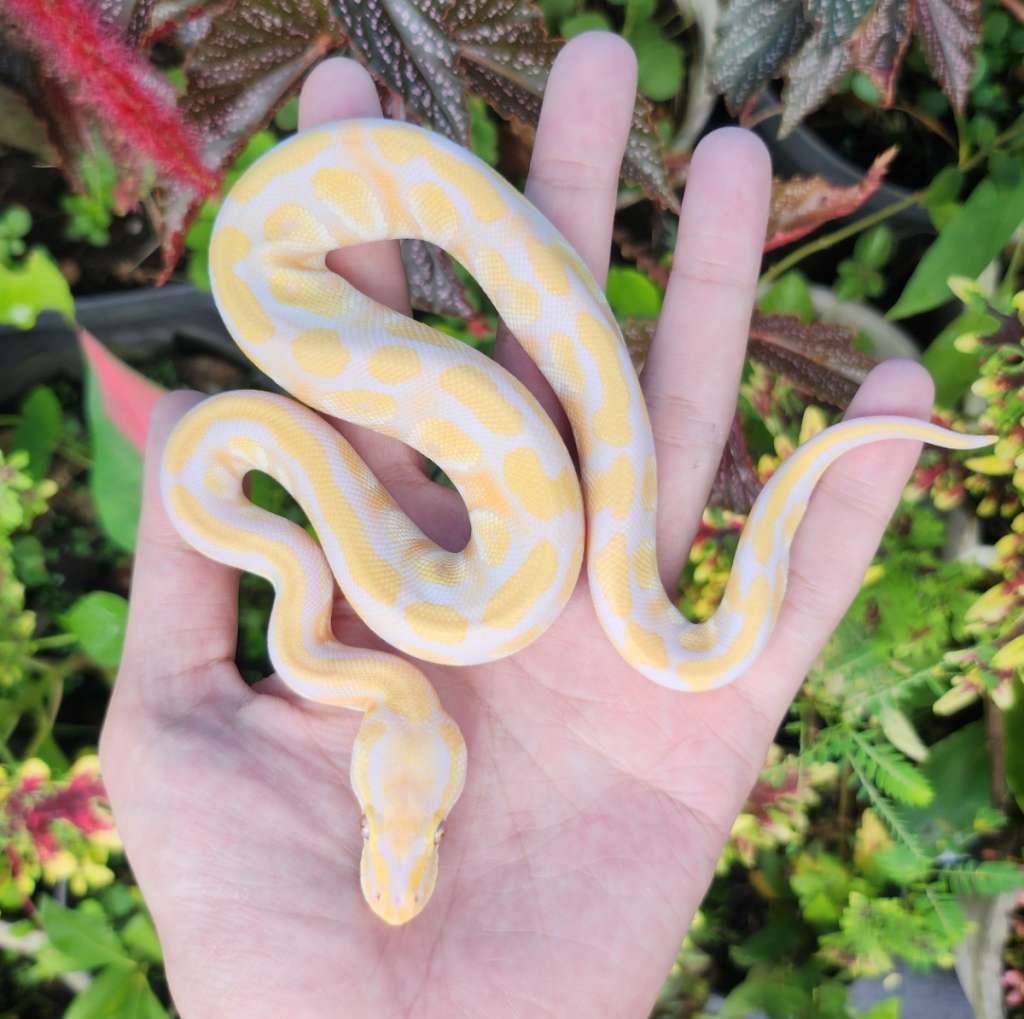 enchi-mojave-pastel-lavender-ph-clown-CIU9ZR5KEN