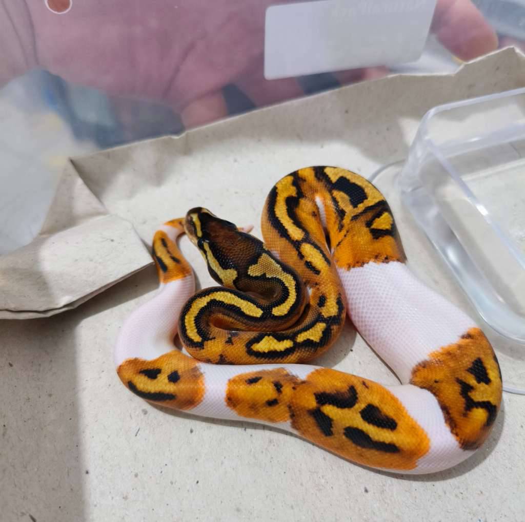 f-pied-3-UKC7STYA3O