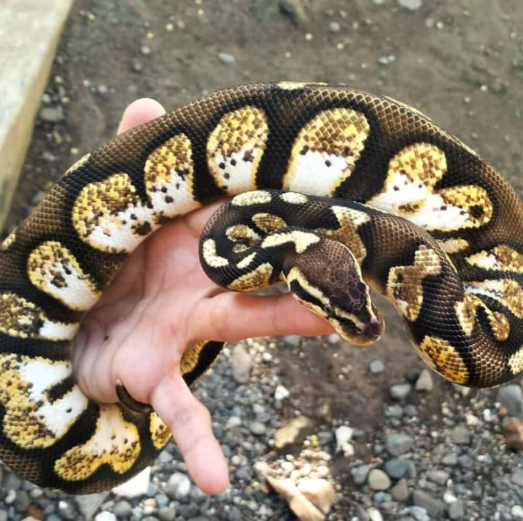 ball-phyton-od-pastel-calico-BAMCWFUEGG