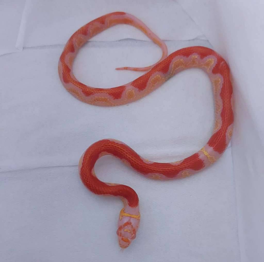 albino-boldstripe-nelsoncorn-VTPH4DHJAI