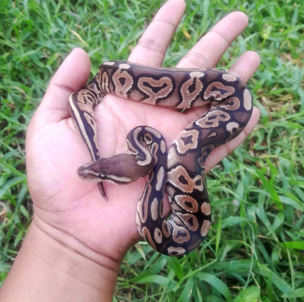 ball-python-cinnamon-RZIEP4ZT11