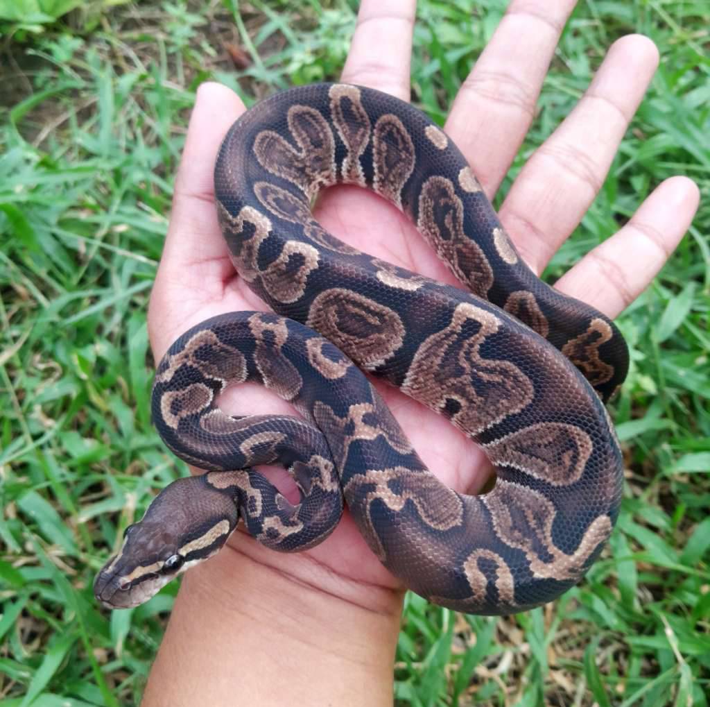 ball-python-ghi-W93JWP4ADO