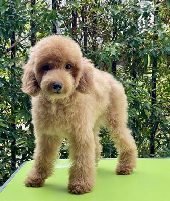 jual-toy-poodle-betina-remaja-stambum-JHRE36W3X5