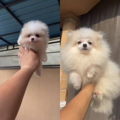 supermini-pomeranian-jantan-WTB8ARYK6I
