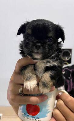 ready-puppy-chihuahua-apple-head-jantan-12VKSUL31V