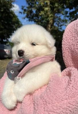 samoyed-1-bulan-RZQIQAZJWL
