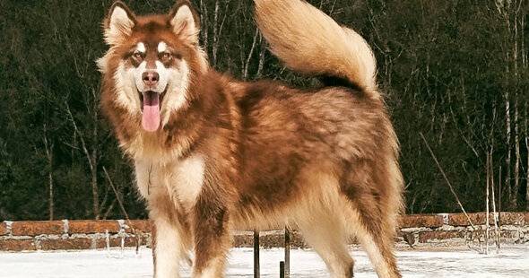 giant-red-alaskan-malamute-female-OBUKXE1Q9A