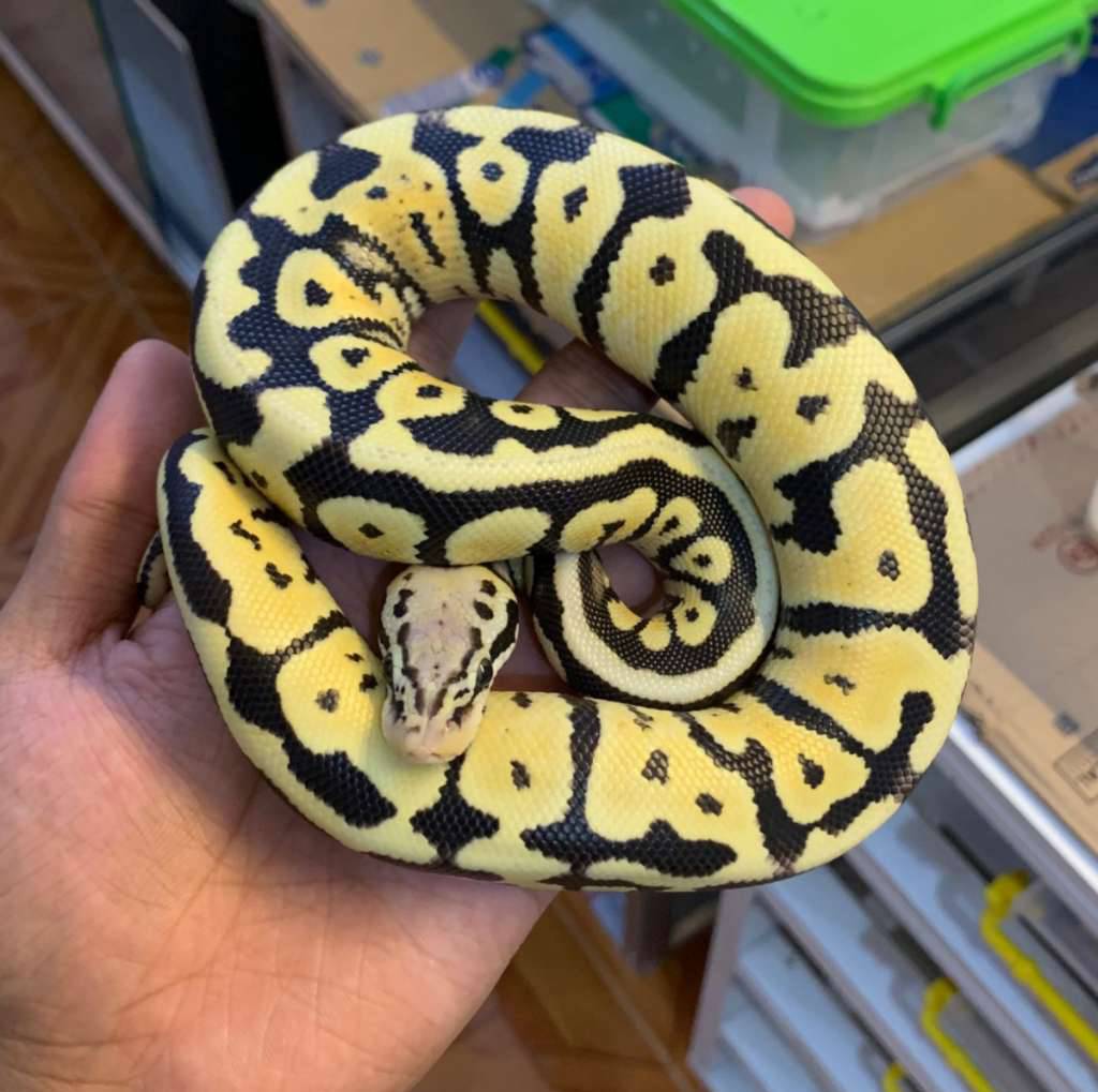 pastel-spotnose-desert-ghost-66-het-clown-VSKTACR0EP