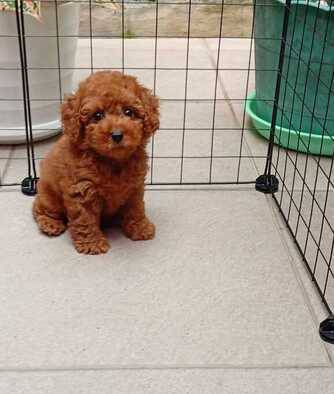 anakan-red-toy-poodle-betina-843BOCFVN9