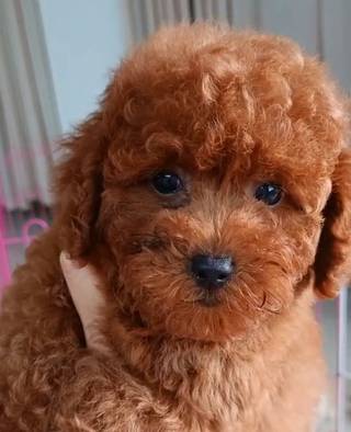 jual-anak-anjing-poodle-puppy-blood-line-import-WUU7MCIEXR
