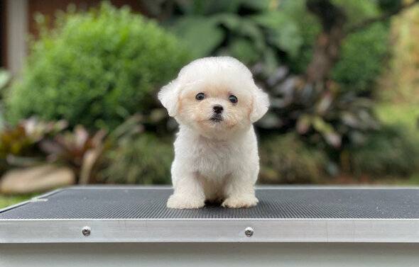for-sale-puppy-teacup-female-bichon-frise-AEVIAGM2DZ