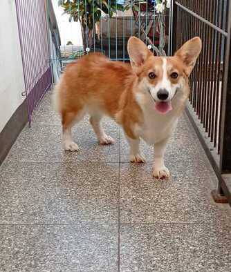 calon-indukan-corgi-93DJG2TYNL