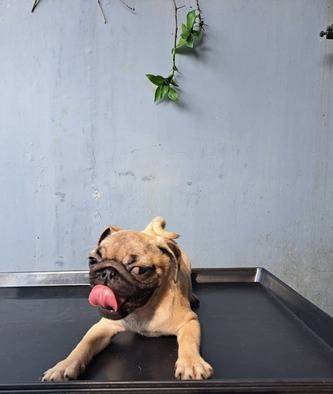 pug-puppies-52VNXW9XG8