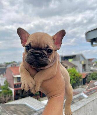 3-baby-french-buldog-high-quality-and-very-cute-772GNH60XW