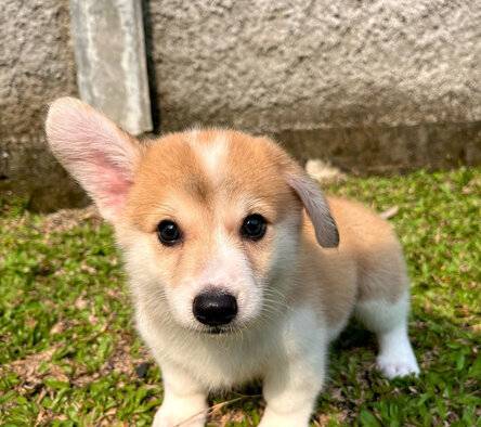 pembroke-welsh-corgi-sable-QNGYPNFW71