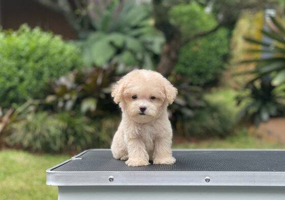 for-sale-puppy-tiny-male-fawn-poodle-64YSSXSMU0