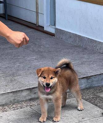 smiling-shiba-inu-AQNSI14KA2