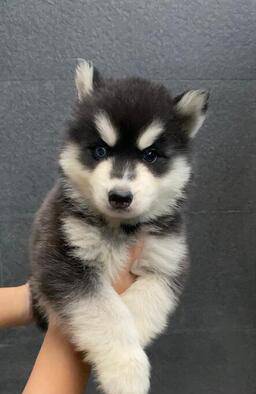 ready-siberian-husky-betina-longhair-good-quality-NGKFYWHPEH