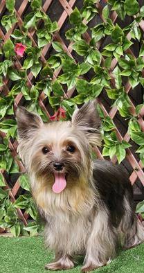 for-sale-yorkshire-terrier-male-61870NTXYN
