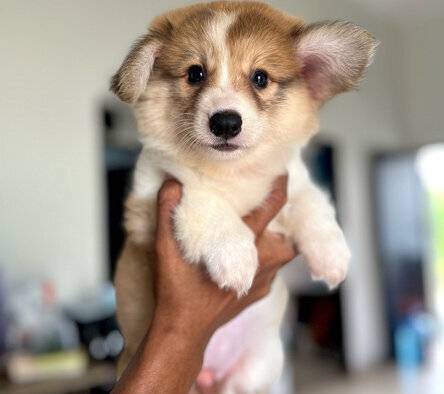 pembroke-welsh-corgi-female-cute-face-H2SD3CIFHP
