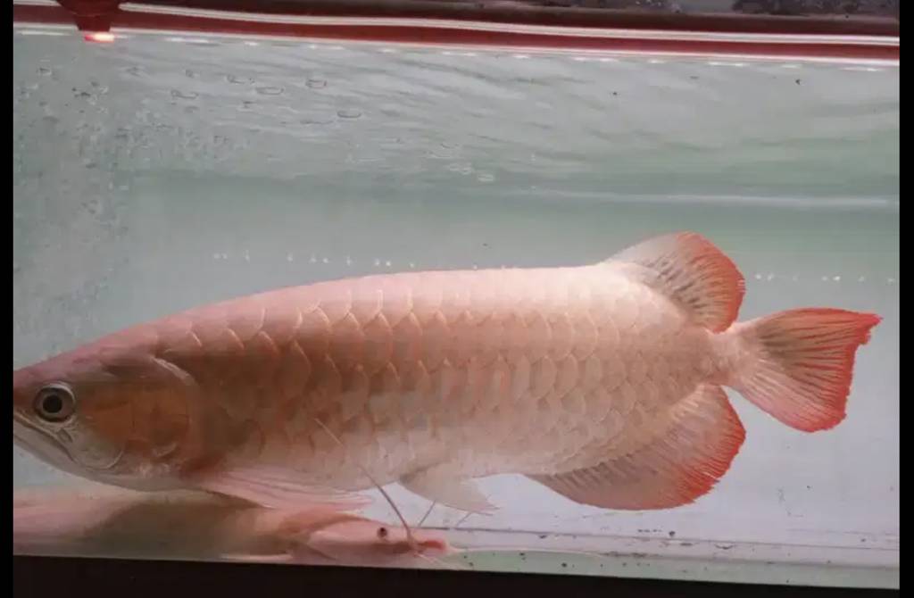 ikan-arwana-super-red-28cm-pipi-merah-merona-QSFD0