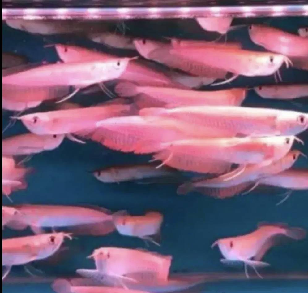 ikan-arwana-silver-red-11-12cm-0LAK4