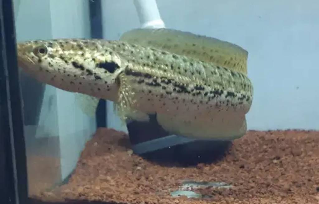 channa-bangkanensis-RQC6Y